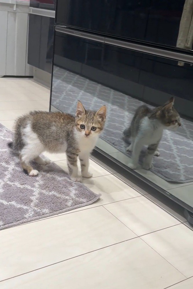 カメラを見る子猫