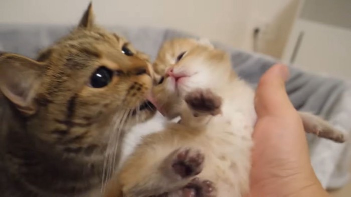 子猫を見守る猫3