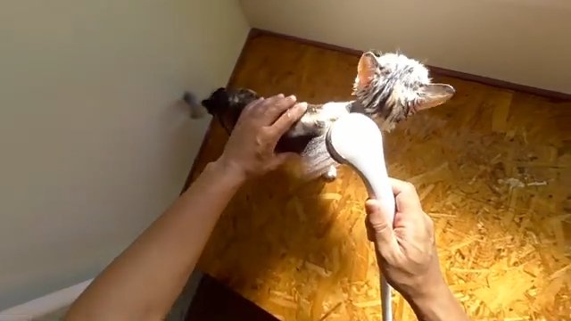 見下ろした視点で猫にシャワー