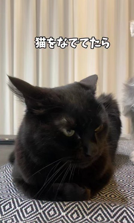 丸まっている黒猫