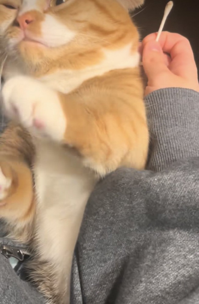 ママの耳掃除から逃れようとするマンチカン