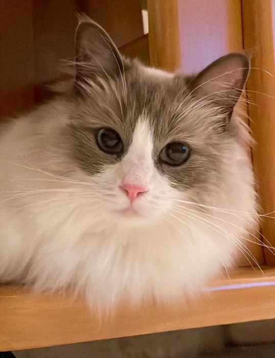 まん丸おめめの猫