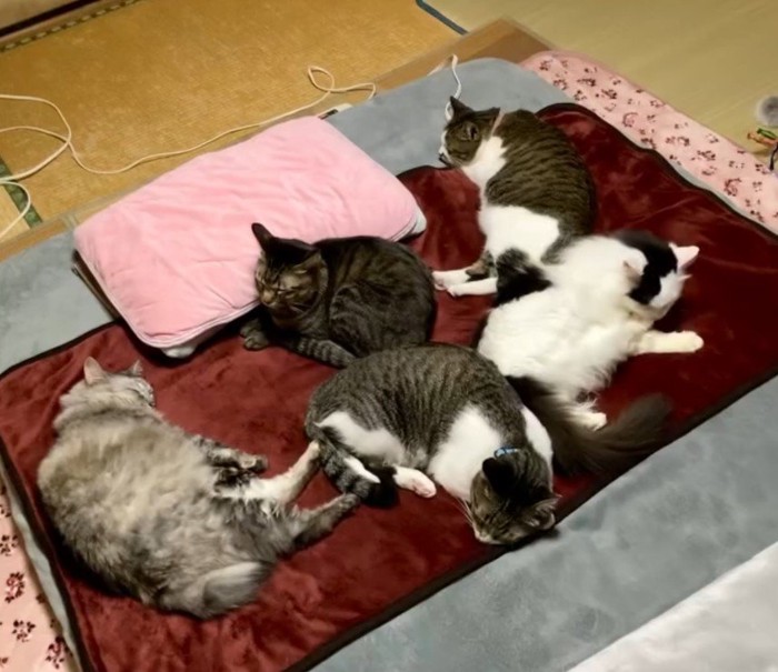 布団で寝る猫たち