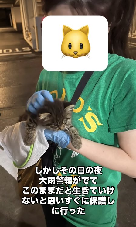 手袋をはめた保護主に抱っこされている子猫