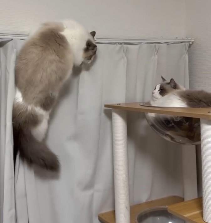 レールからタワーに移動しようとする猫とタワーにいる猫