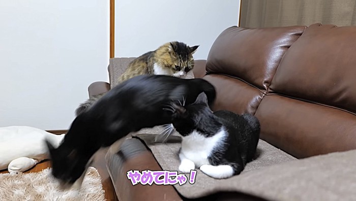 逃げ出す黒白猫