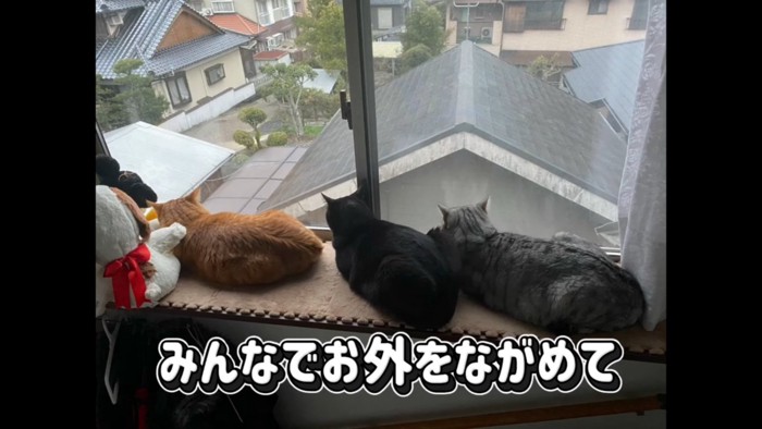 窓の外を見る猫たち