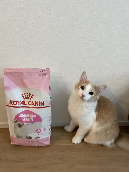 キャットフードの袋と子猫