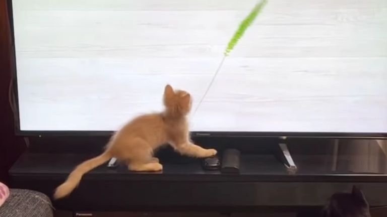 遊んでいる子猫