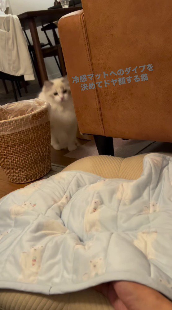 ソファの横に座って飼い主を見つめる猫