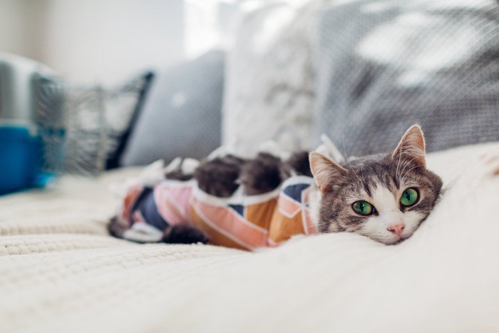 術後の猫