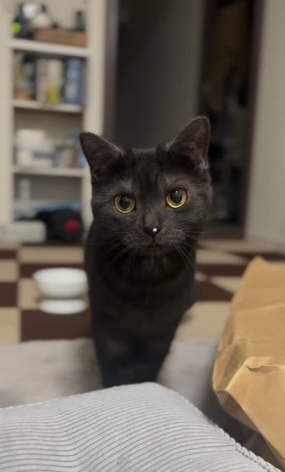 鼻に猫砂がくっついている黒猫