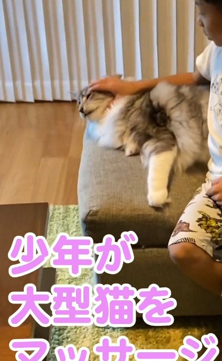 メインクーンの頭をなでる男の子