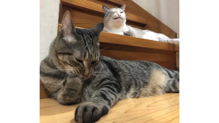 階段にいる猫たち