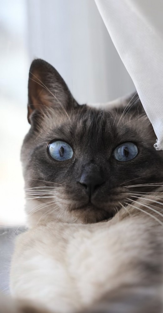 カメラ目線の保護猫