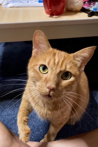 座って鳴いている猫