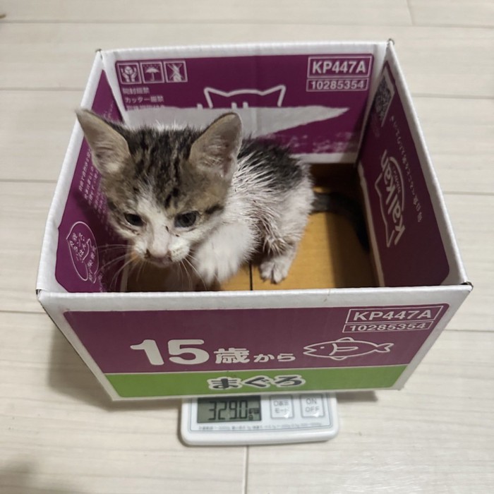 体重329gの子猫