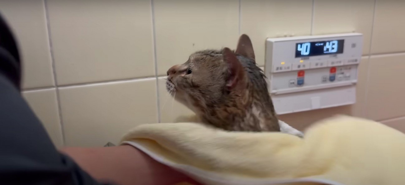 タオルで拭かれる猫