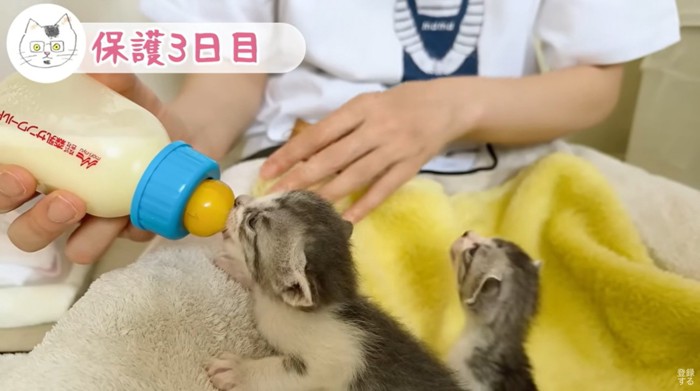 自分の番が気になる子猫