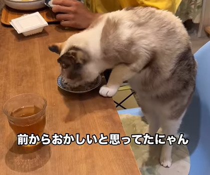 ごはんを食べる猫