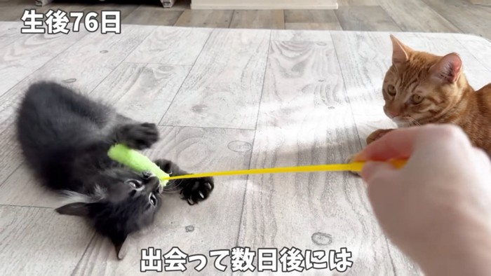 猫じゃらしで遊ぶ猫