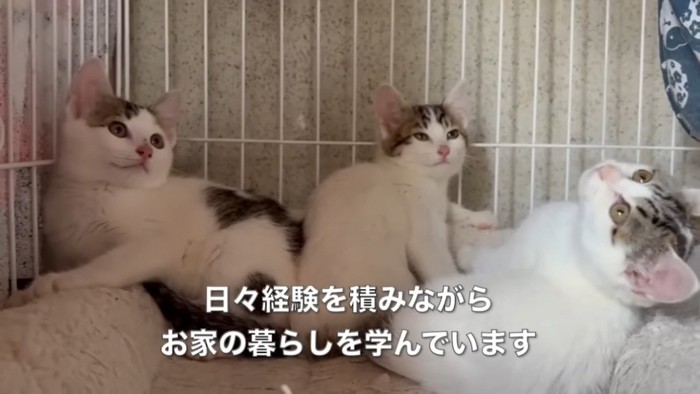 ケージの中の3匹の子猫