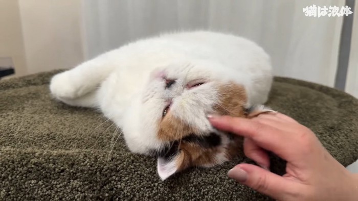 ママに撫でられるブリティッシュショートヘア