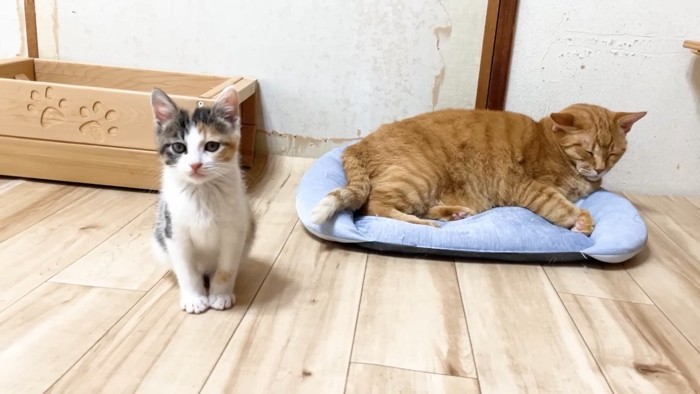 こちらを見る三毛ちゃん