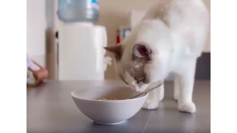 テーブルにいる猫