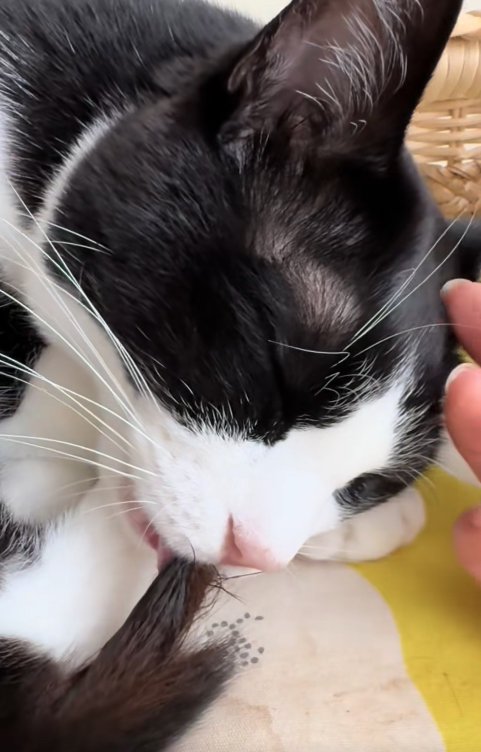 黄色いマットの上で目を瞑って尻尾を吸う猫