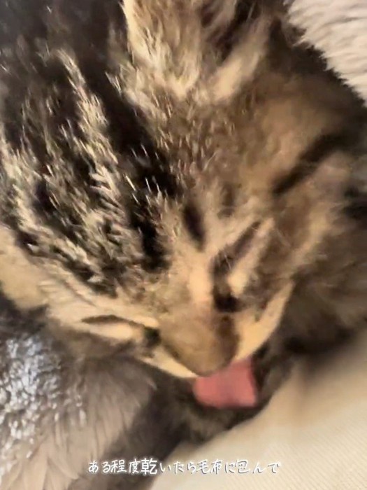 体をなめる子猫