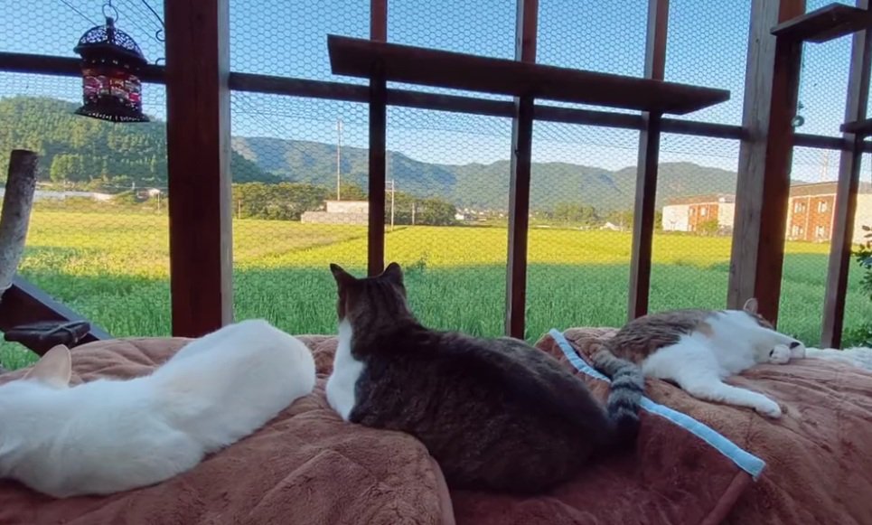 田んぼを眺めながら寝ている3匹の猫達