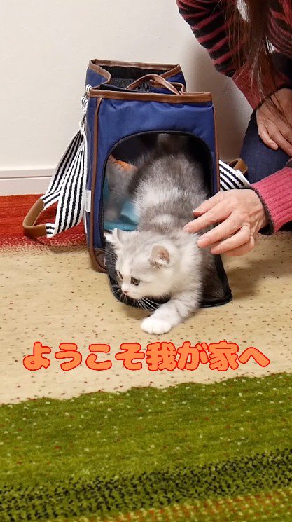 ペットキャリーから出て部屋の中を歩く子猫