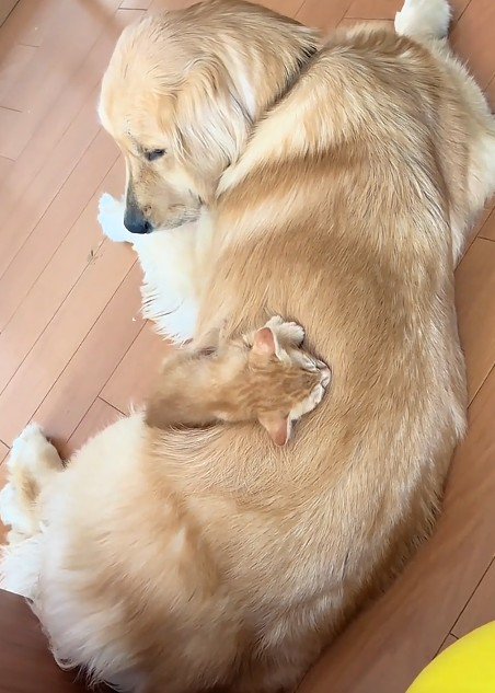 犬の背中で眠る子猫