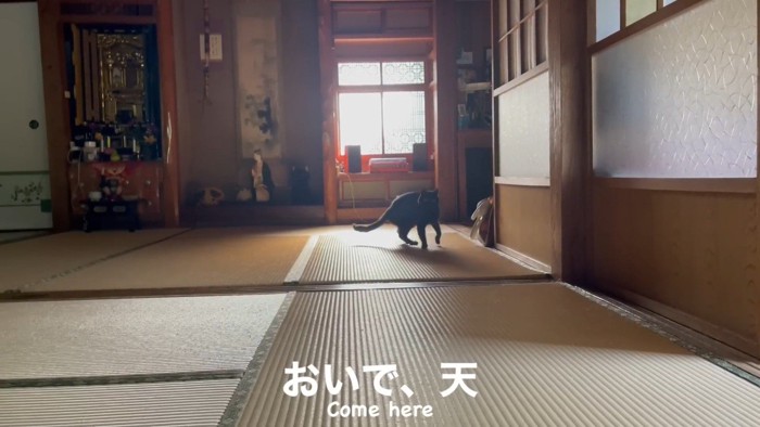 おいで