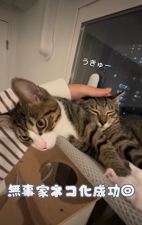 窓際で寝ている2匹の猫