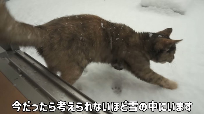 ベランダに出る子猫
