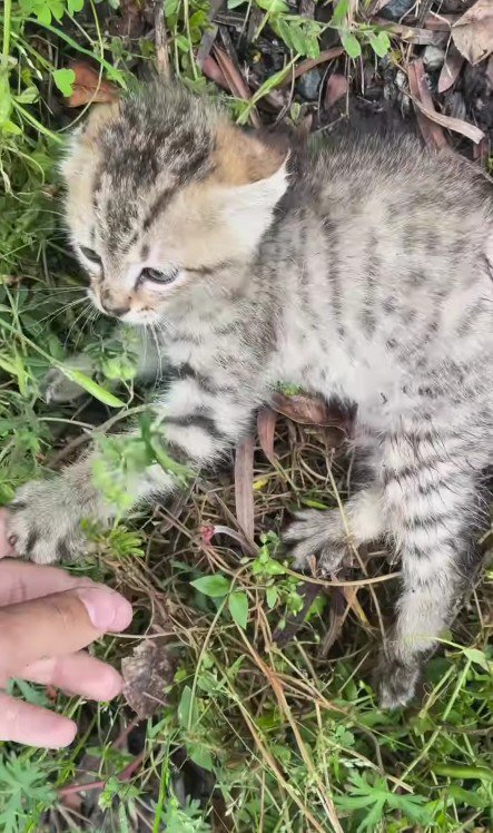 ケガをしている猫