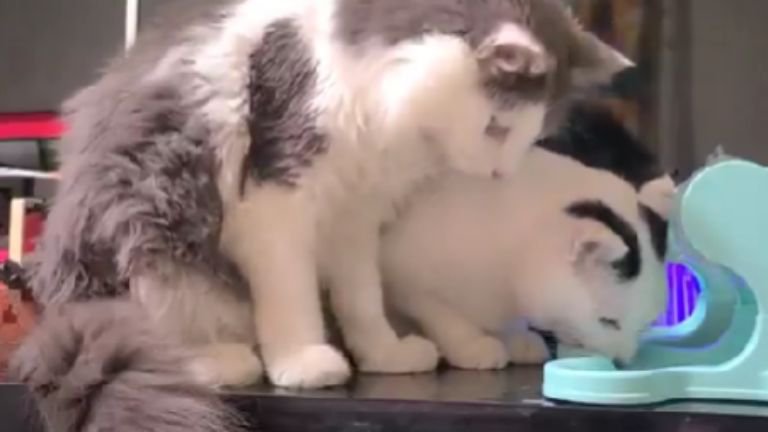 知育玩具の前にいる猫たち