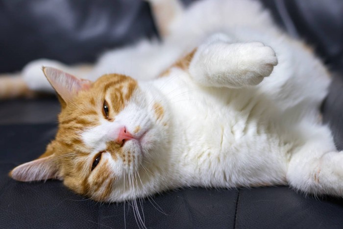 リラックスモード全開の猫