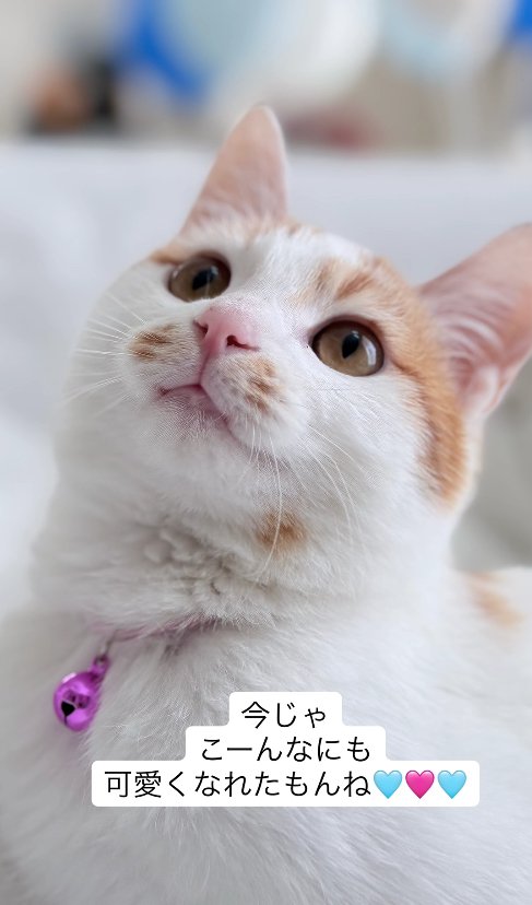 鈴をつけた猫の顔アップ