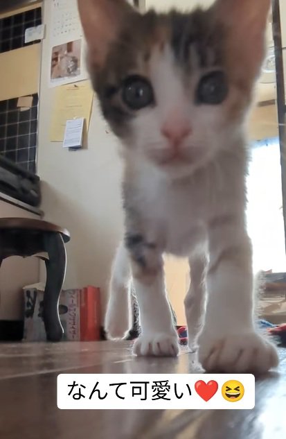 名前を呼ぶとやってくる子猫