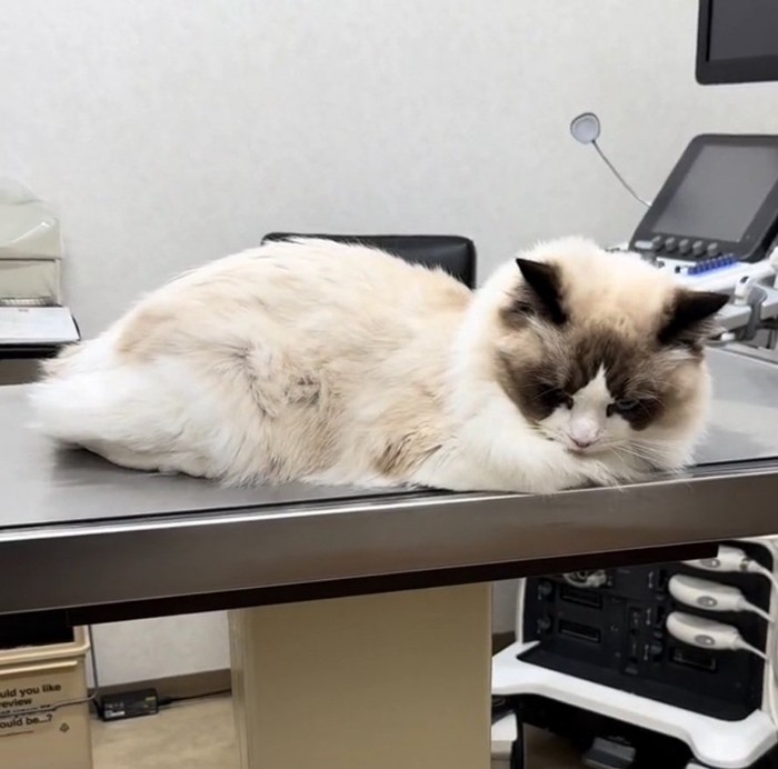 飼い主さんを見るムンタちゃん