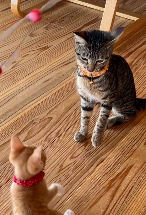 猫じゃらしで遊んでいる猫たち