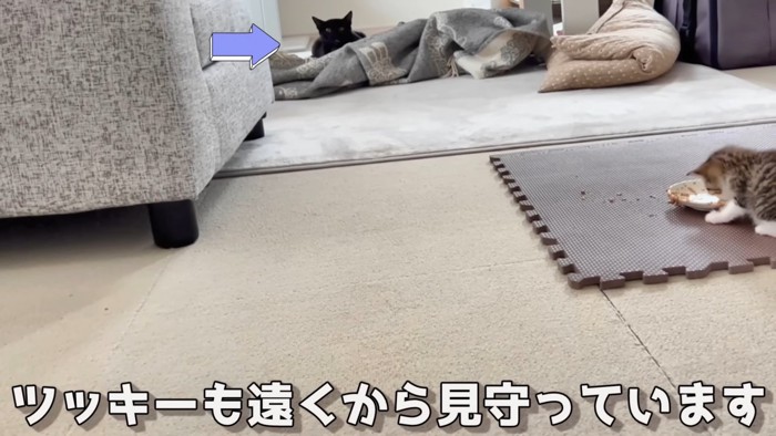 子猫を見ている黒い猫