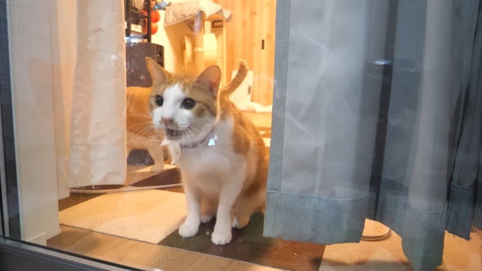 鳴いているチップくん