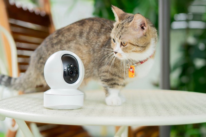 ペットカメラを見る猫