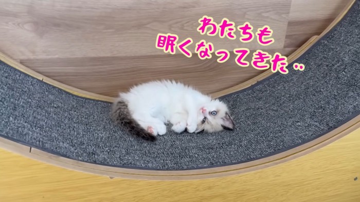テロップ「わたちも眠く~」