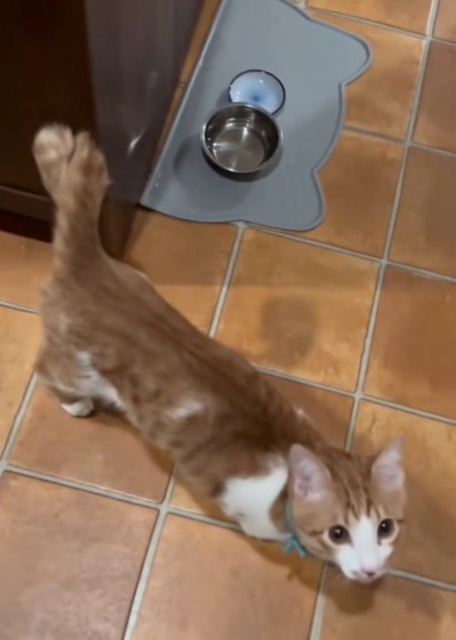 ウロウロする子猫