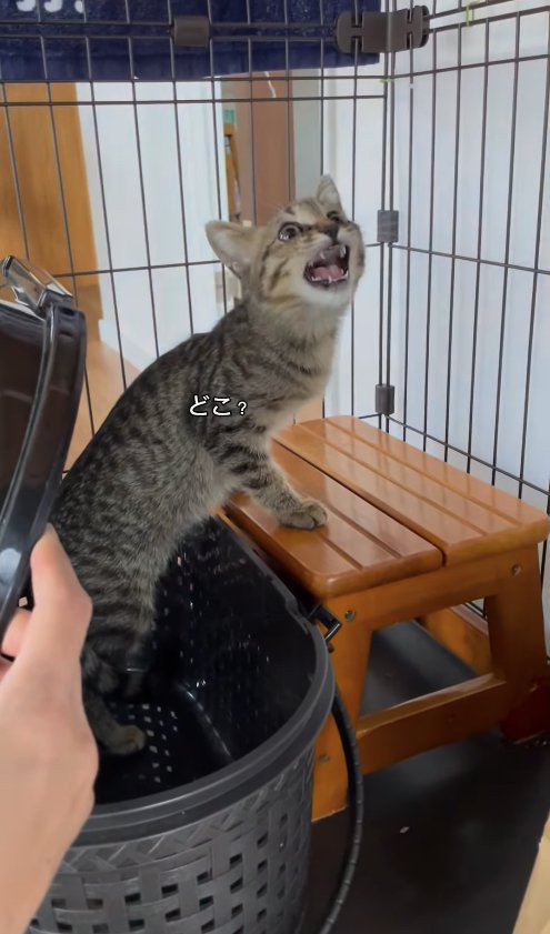 キャリーの中から顔を出し踏み台に前足をかけているキジトラ子猫